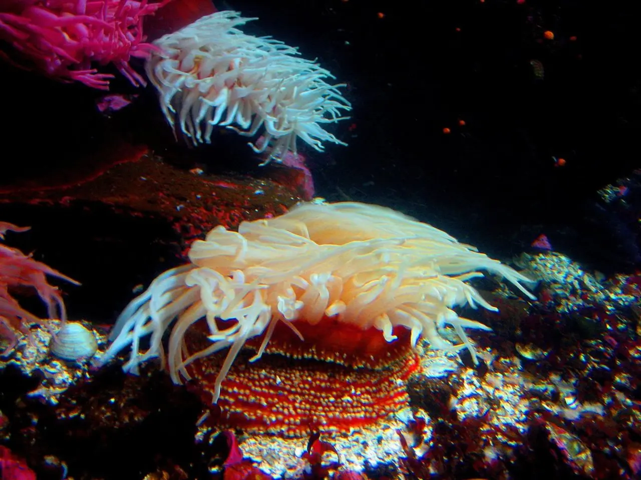 Florida Housing Markets in Four Regions at Risk of a More Severe Crash Than Cape Coral