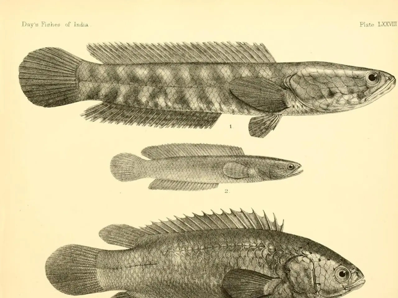 Discussion on Enforced Labeling of Loose-seeded Caviar to Occur in Kamchatka