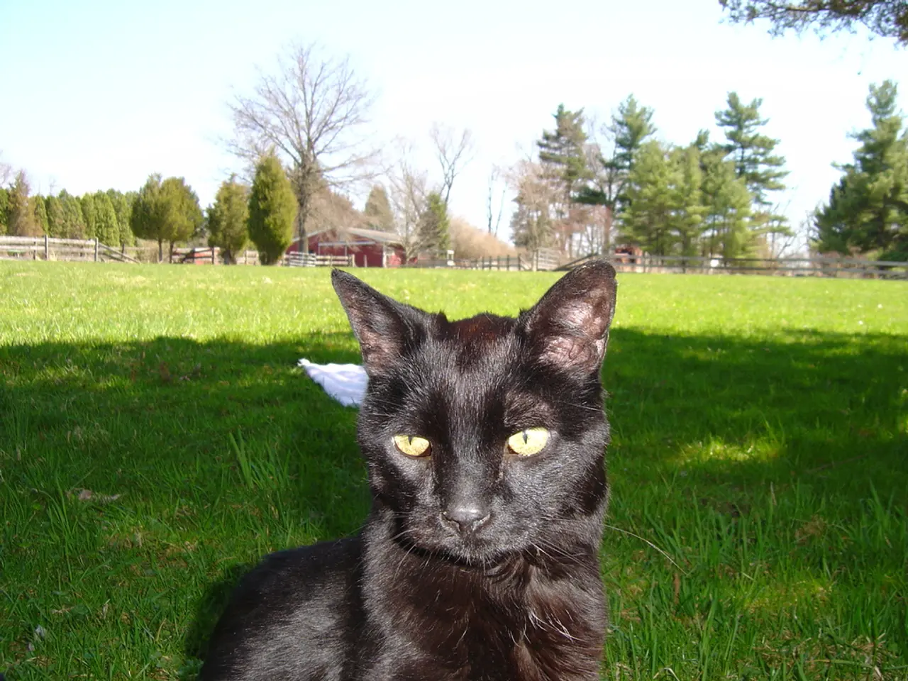 Struggles in the decoration industry: an update on the Black Cat Shop and the House's predicament