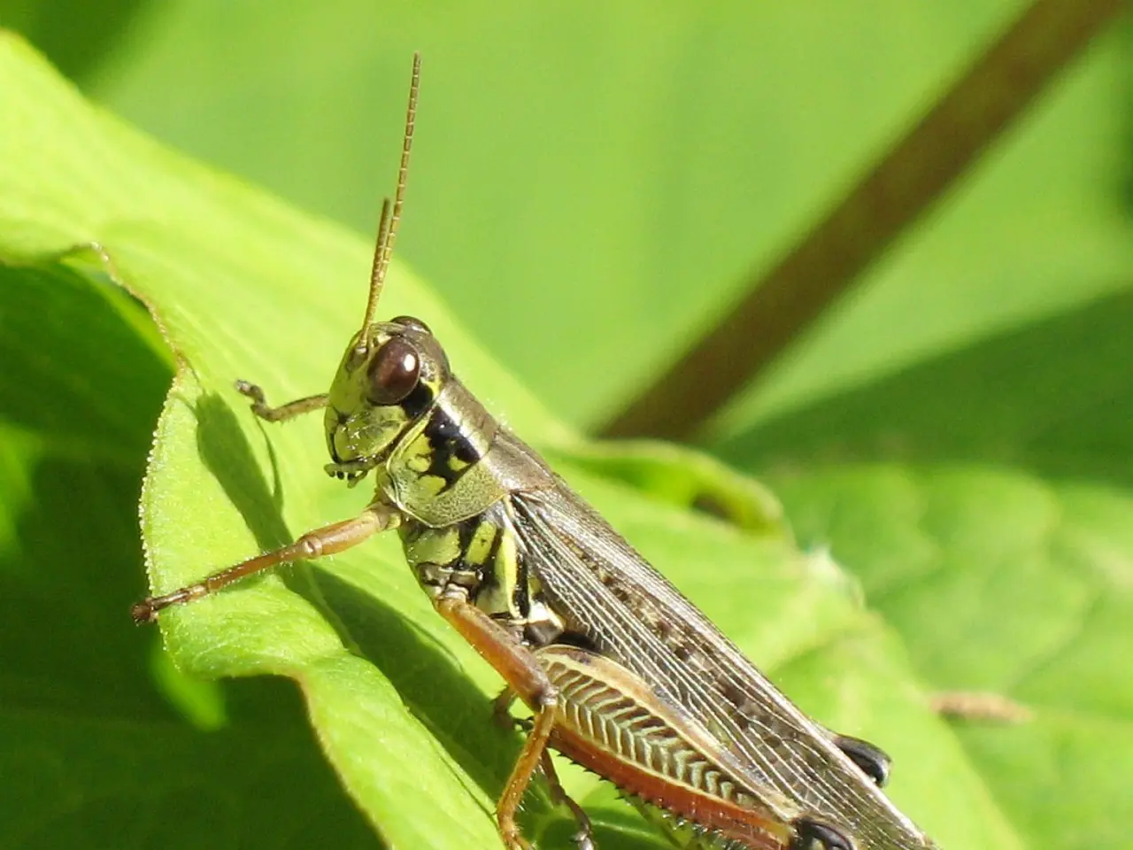 Business Optimism Spikes among Indian Corporates in CII Business Confidence Survey