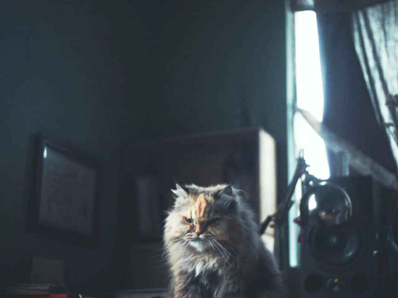 This image consists of a cat at the bottom. It is in cream color. There is a plant on the right...