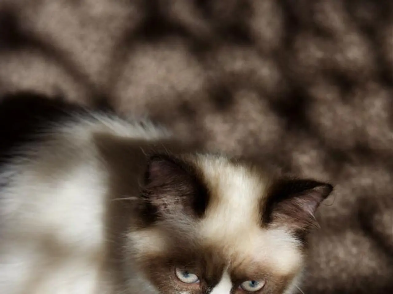 In the image we can see there is a cat sitting on the ground.