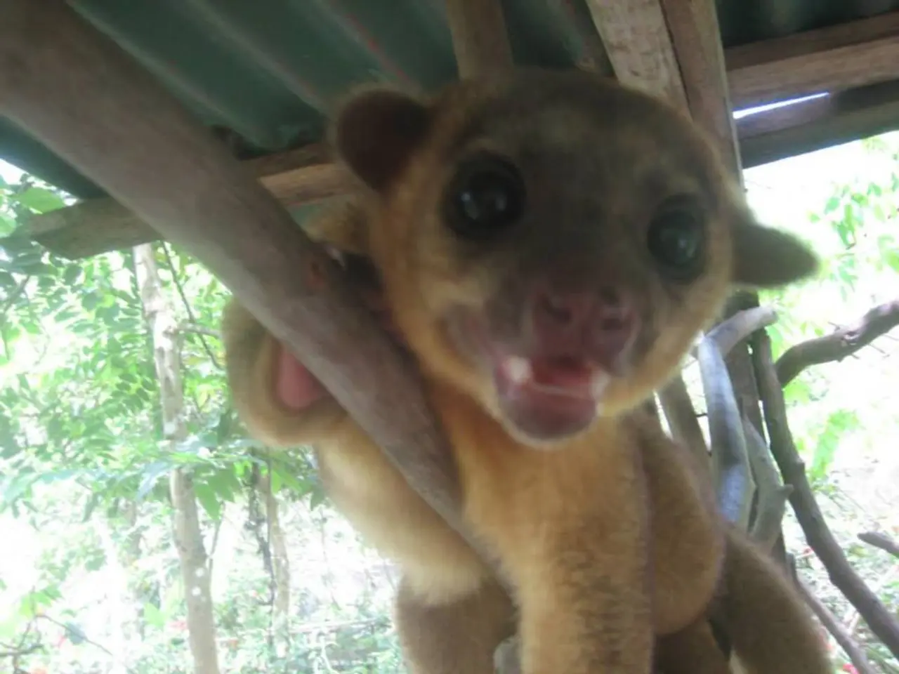 In this image in the center there is an animal. In the background there are trees and on the top...