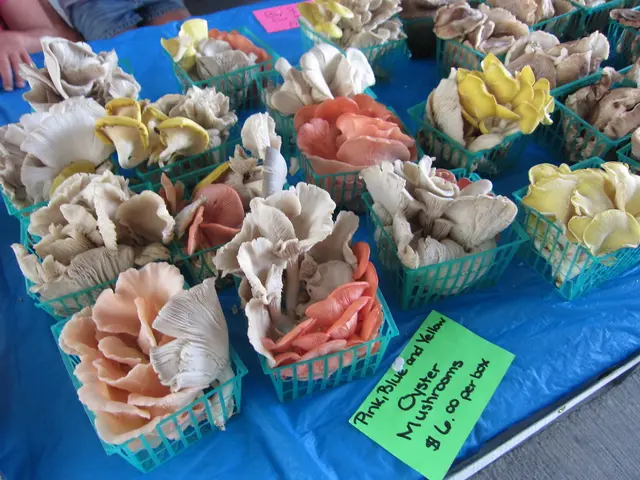 Ruling of Primary Court handed down