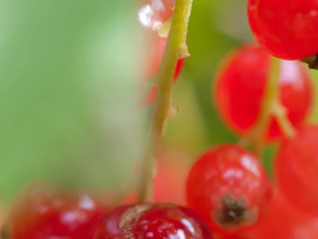 Anticipated Improvement in Cherry Yields Compared to Previous Season for Orchard Owners