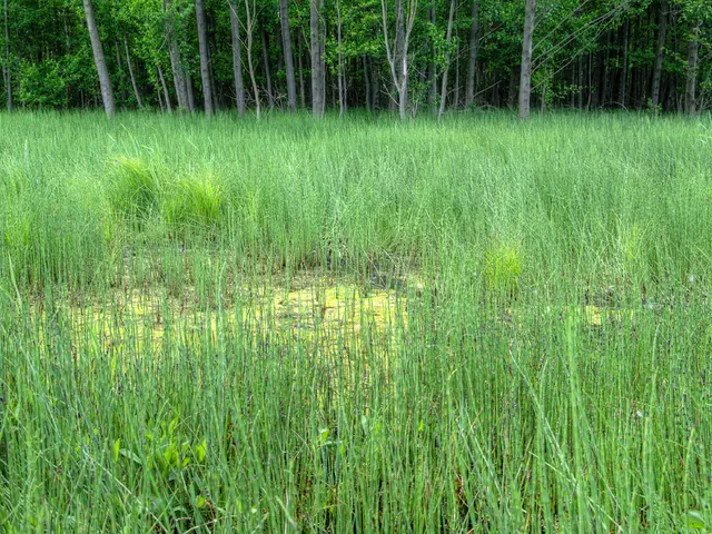 Allocated Funds of 100 Million Rubles by Khabarovsk Region's Agriculture Ministry for Agricultural...