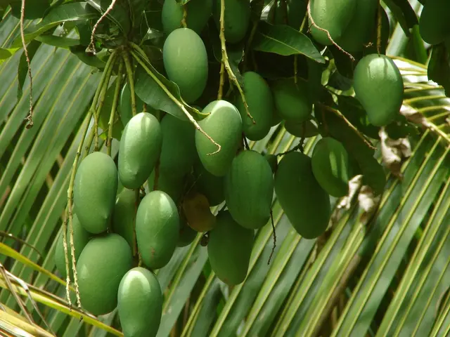 Setting up a Fruitful Mango Farm: A Detailed Plan for Entrepreneurs Afraid of Financially...