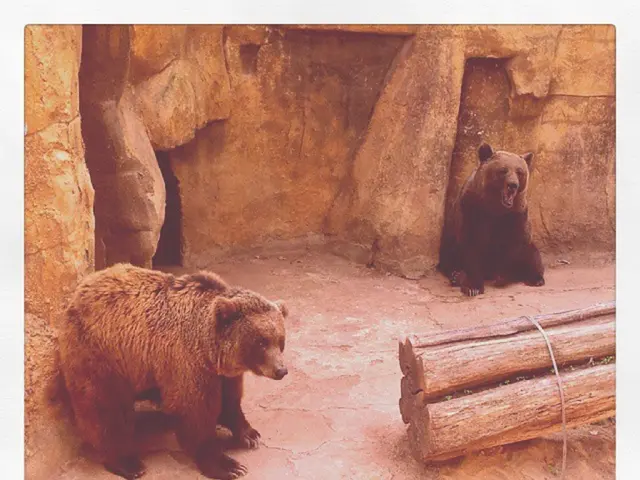 Insurance firm initiates bear-related policy for culling operations in Japan