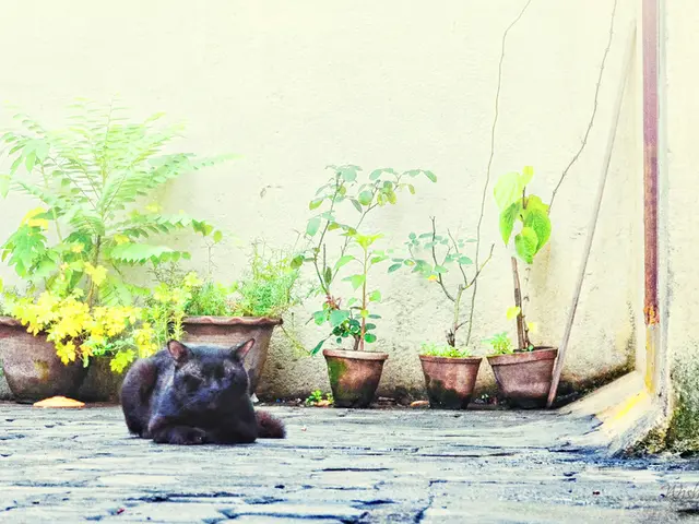 Fertilizer manufacturer Azomures in Romania restarts production following a year-long halt