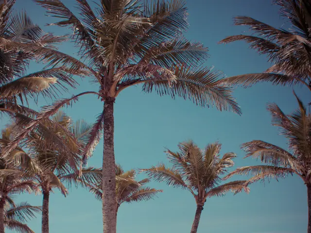 Beach business proprietors apprehended in Sochi