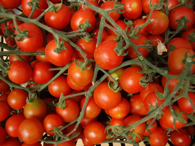 Nationwide Tomato Cultivation in Astrahan: Insight from the Greenhouse Facilities