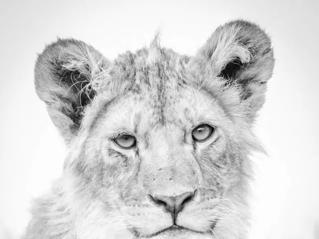 Financial legacies of Siegfried and Roy: An examination of the powerhouse duo's fiscal fortunes...