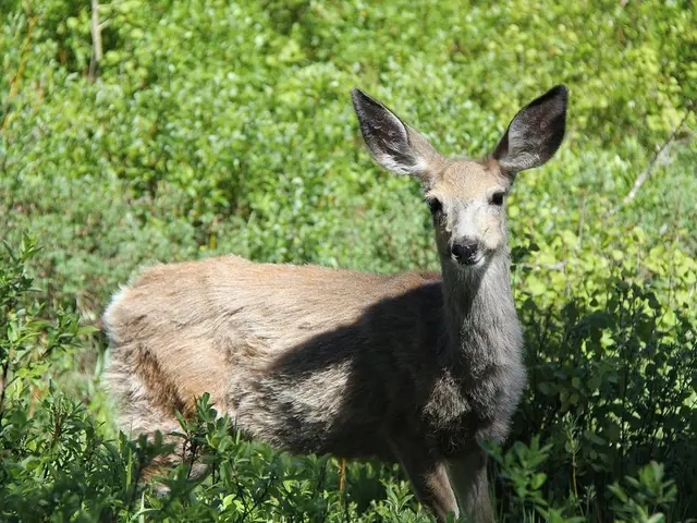 Hunters and forest owners prepare for conflict over cervid-related destruction in the woods