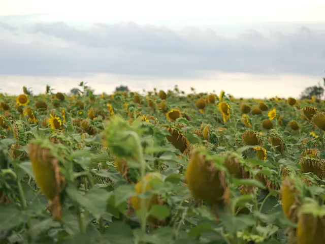Farm Solar Evaluation on Rural Land