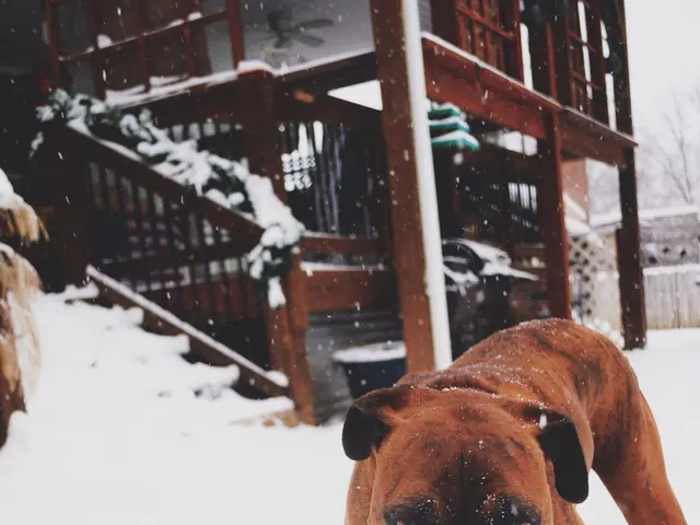 Dogecoin Aims for $0.46 Following Double Bottom Indication, According to Expert Opinion