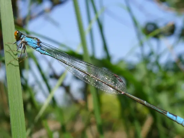 Pest control services go green as Gridiron Capital joins forces with Greenix for...