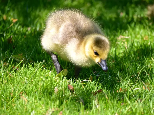 "1.5 million dollars allocated by the Environmental Fund towards restoring and reviving wildlife...