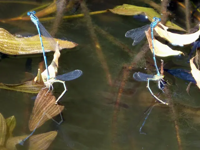 Astana's Bodies of Water