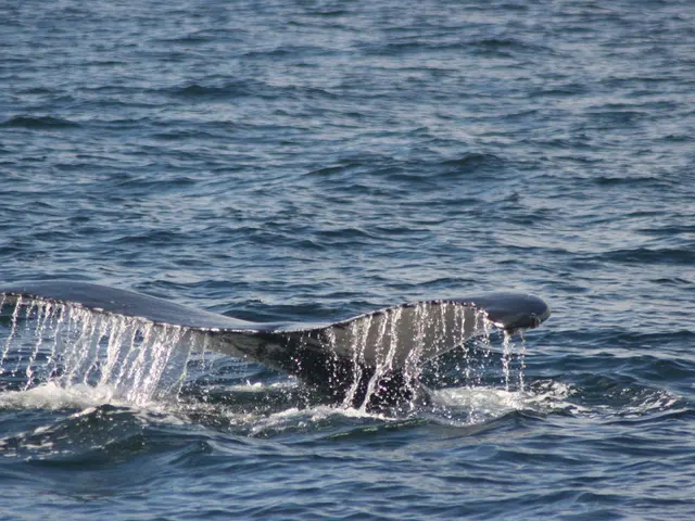 Investment Spree Skepticism Among Leading Hyperliquid Whales Persists