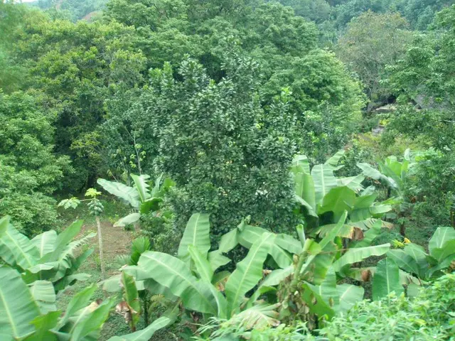 Forest Section Officer Vacancies Announced by APPSC in 2025: 100 Positions Available with Salaries...