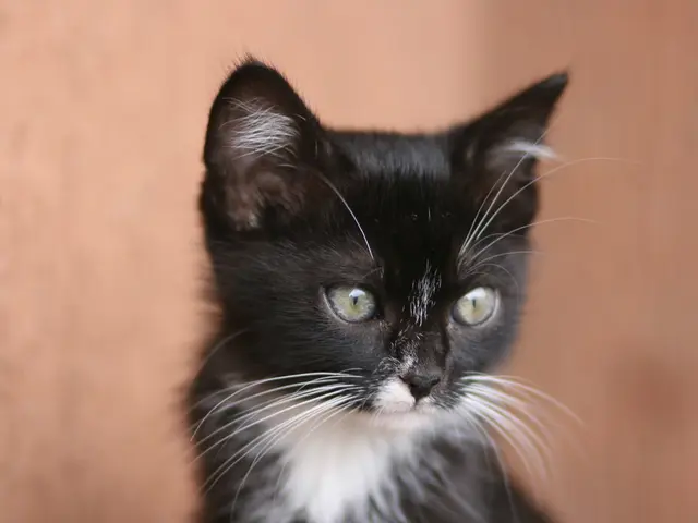 Stunningly Rare 1966 Porsche 906: The Epitome of Racing Desires