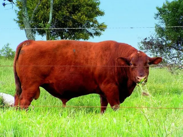 Prediction Shows Dogecoin Poised for $2.35 Value