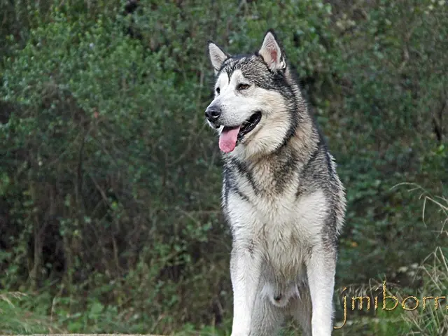 Warren Buffett's Unique Character Traits: Beyond Simple Introversion (Revealed as a Solitary Figure...