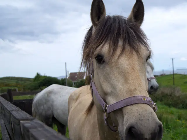 Saddle Up! A Magnificent 500-Acre Horse Farm in Maryland Hits the Market for $18.5 Million