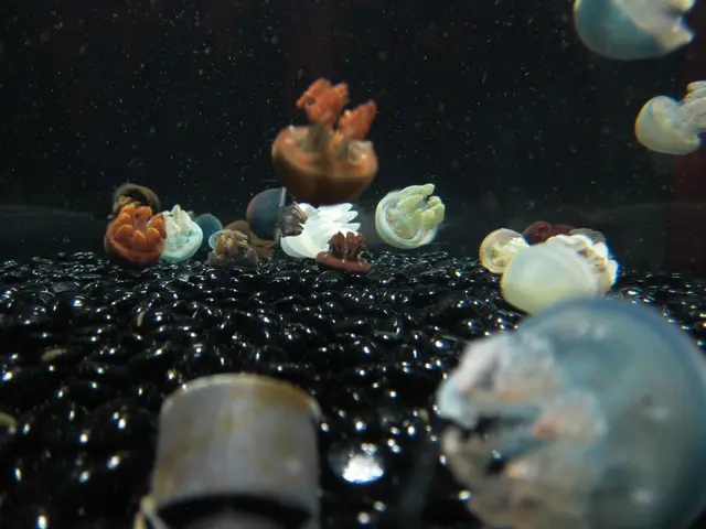 Nuclear Power Plant in France Halted by Swarms of Jellyfish