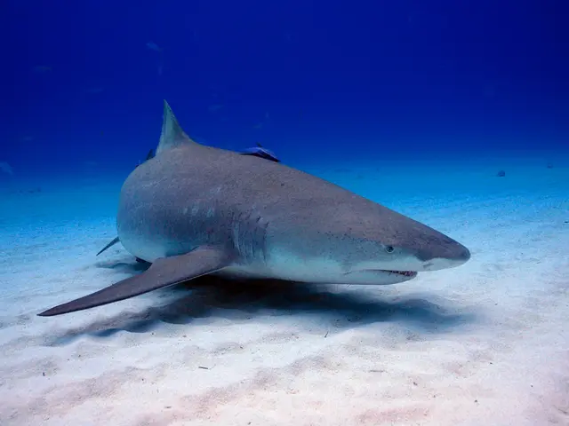 BYD Introducescompact hatchback model, the Seagull, in El Salvador