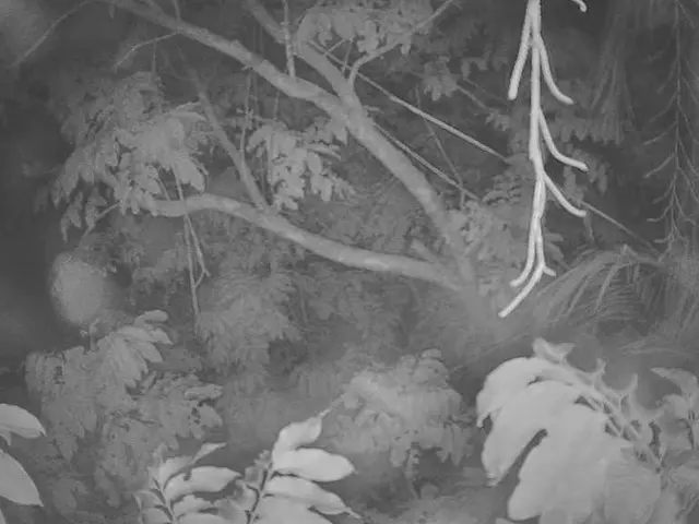 Claiming Tree Production Capital Grant: Instructions for Submission