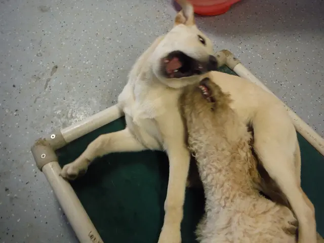 Dogecoin Secures Backing from Interactive Brokers, Yet Questioned if It Can Match Up against a...