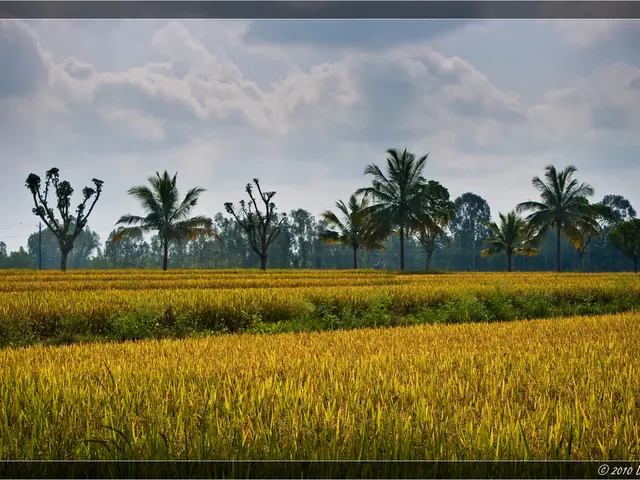 Domestically grown asparagus farmers face competition from budget-friendly foreign imports, leading...