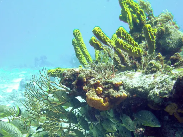 Approval of Environmental Approval for Deepwater Port Developments in the South Central Area