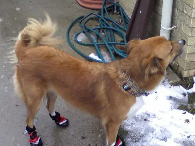 Dog Cryptocurrency Anticipated to Reach $2.35 According to Industry Prognosticator