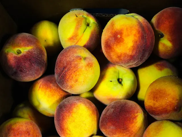 Nestle reveals strategy to enhance cocoa production amidst climate change challenges