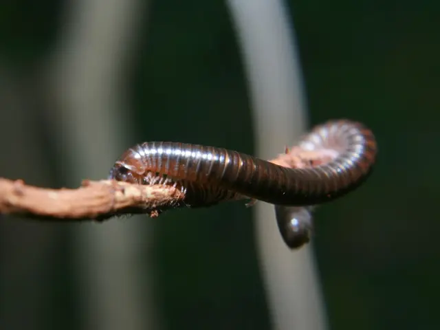 Cryptocurrency Project Wormhole Introduces W 2.0 Tokenomics: Implications for Token Value, Returns,...