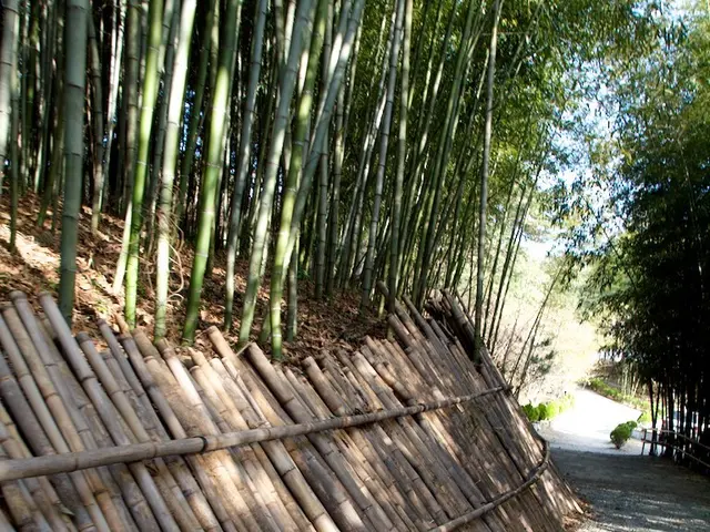 Bamboo growth poses concern as images reveal it pushing through walls and road surfaces