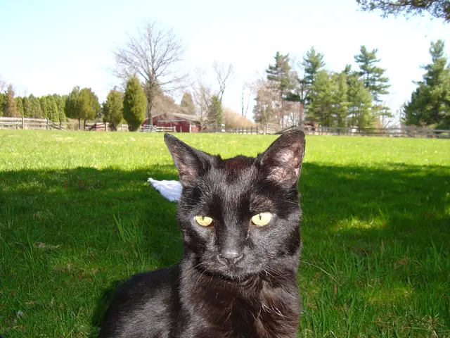 Struggles in the decoration industry: an update on the Black Cat Shop and the House's predicament