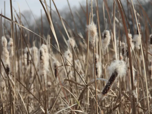 In this image I can see few cotton plants. They are in brown color. Back Side the sky is in white...
