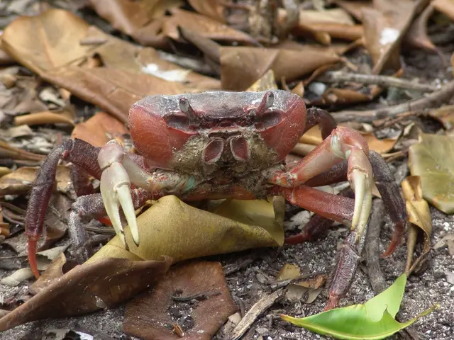 Here I can see a crab on the ground. Along with the crab there are some leaves and sticks.