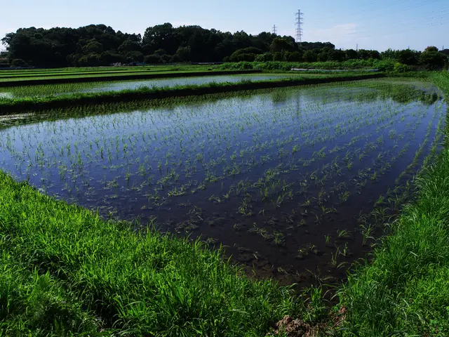 In this image we can see farmland, water, trees, fence, towers and the sky in the background.