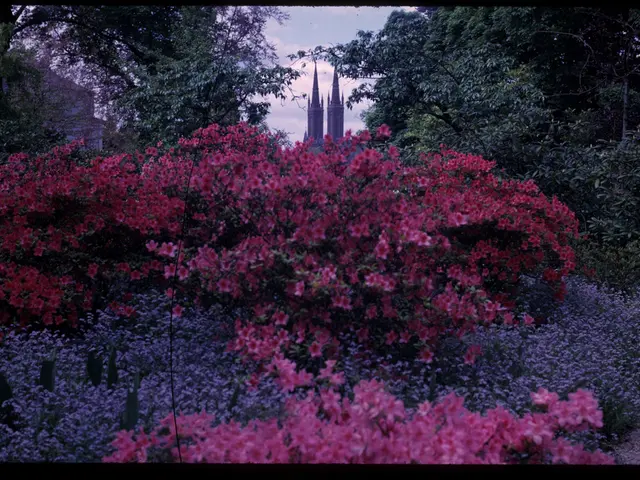 These are the flower plants. In the middle there are big buildings and on either side there are...