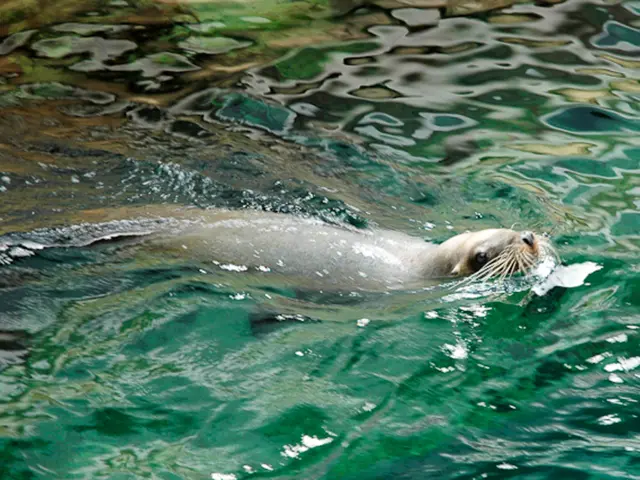 In this image there is water truncated, there is a sea lion in the water.