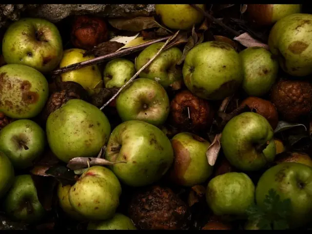 This image consists of fruits in green color. And we can see dried leaves.