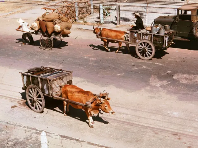 In this image we can see some ox carts on the road. In that a person is sitting on an oxcart...