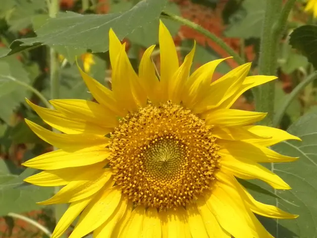 In this picture we can see a sunflower and few plants.