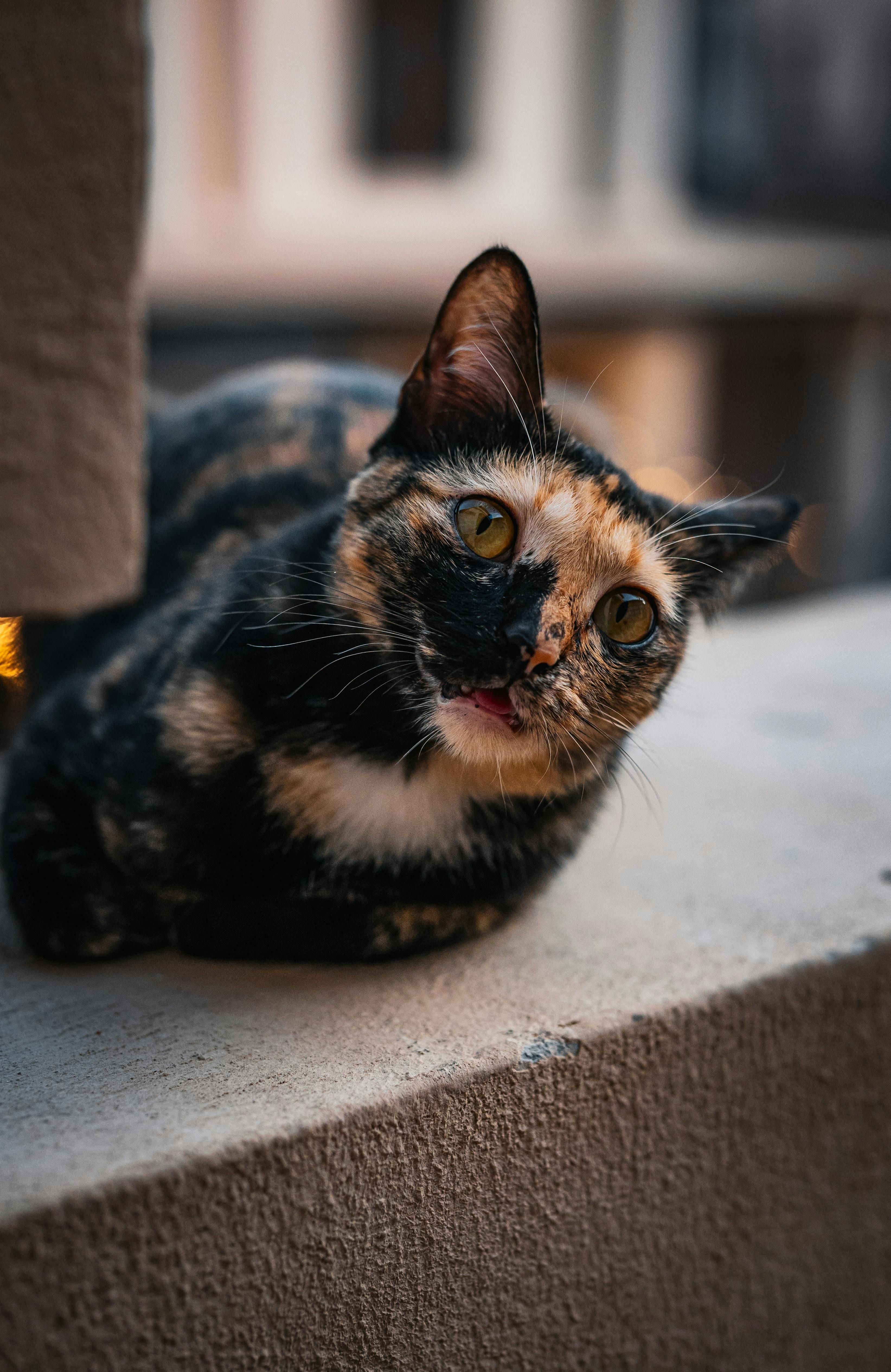 Disaster relief loans with reduced interest rates, supplied by the Small Business Administration (SBA), are now available for businesses and homeowners in Southern California, suffering from wildfire damage, to boost recovery initiatives.